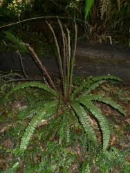 Blechnum fluviatile. Mature plant with a rosette of prostrate sterile fronds, and a central cluster of erect fertile fronds about the same length as the sterile.
 Image: L.R. Perrie © Leon Perrie CC BY-NC 3.0 NZ